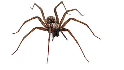 pestop-pest-control-Spiders