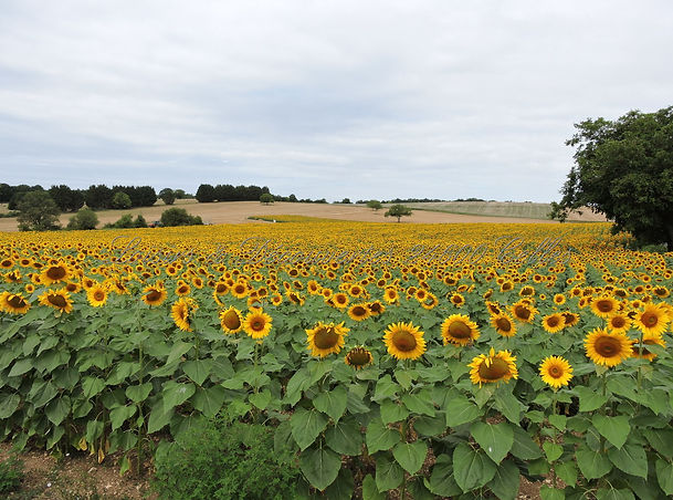 DSCN5633.jpg
