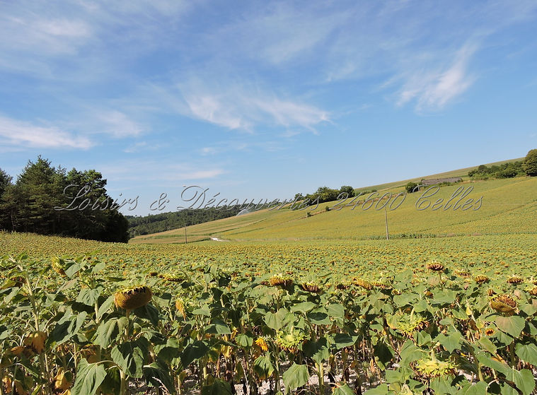 DSCN2649.jpg