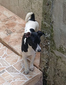 Rocky es un perro tamaño de pequeño a mediano busca hogar urgente ya que sus dueños no lo quieren ni a él ni a sus padres y no se sabe que medidas tomen si no son agarrados en adopción pronto!