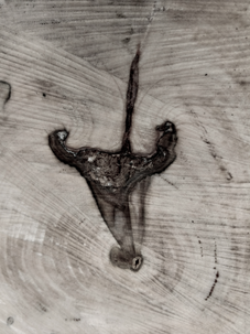 Métamorphose: le Alif, le A et le taureau