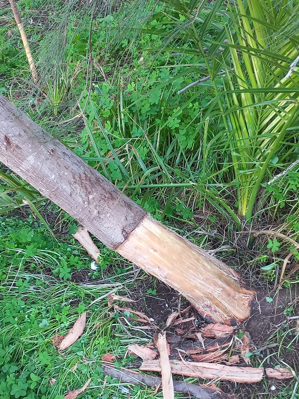 Intervenções Ambientais no Jardim da Escola: Controlo de Invasoras e Criação de Bosque Mediterrânico