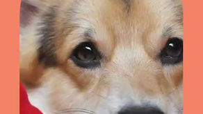 Dia Mundial do Animal