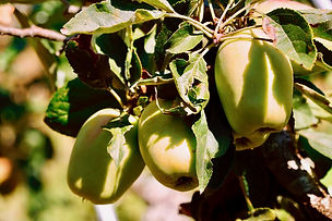Gather, harvest, and learn at one of the largest and most diverse community orchards in Canada. Once the backyard of local conservationist Rex Welland, the orchard is home to nearly 200 fruit trees and vines, including many rare varieties of apple, pear, plum, fig, grape, hazelnut, kiwi, paw paw, and more.
It was Rex’s vision to have his land loved, used, and stewarded by the public, and since 2013 we’ve been working with the Town of View Royal to turn the orchard into a community resource.