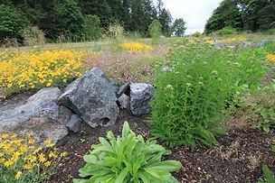 Visit our community pollinator garden, a place to learn, play, and celebrate the biodiversity of native plants and pollinator species! At the garden, you are on the traditional territory of the W̱SÁNEĆ people, who have stewarded this area since time immemorial and whose relationship with the land continues to teach and inspire us to this day.

This garden, installed in 2022, was designed to contribute to regenerating the culturally significant Garry oak ecosystem that once thrived on YYJ lands. Watch the garden change throughout the season. In the summer, look out for bees and butterflies flitting from flower to flower. In the winter, tread softly as pollinators lay dormant among leaf debris, logs, and underground nests.  View our garden guide to learn more about the native plant species you can find throughout the garden space.  Enjoy!