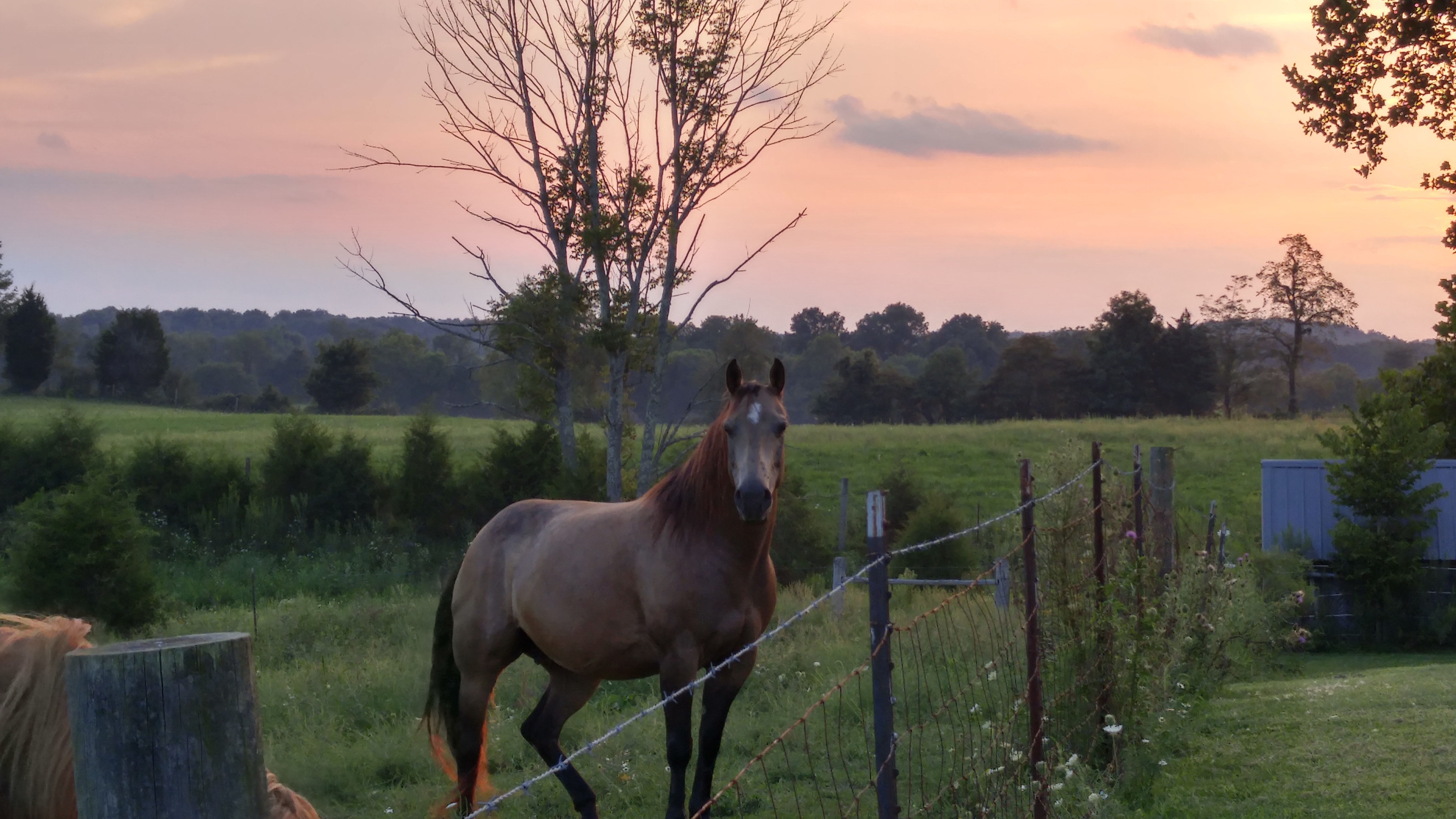 Diamond D Mule Farm Hillsboro, OH breeding to General Bob & boarding