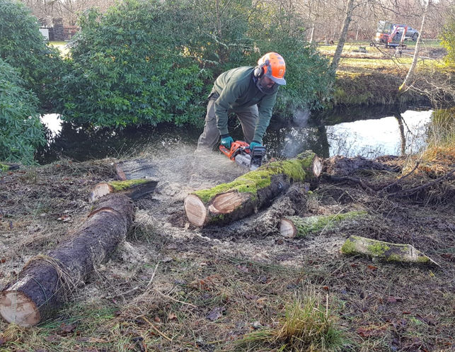 Processing Felled Tree