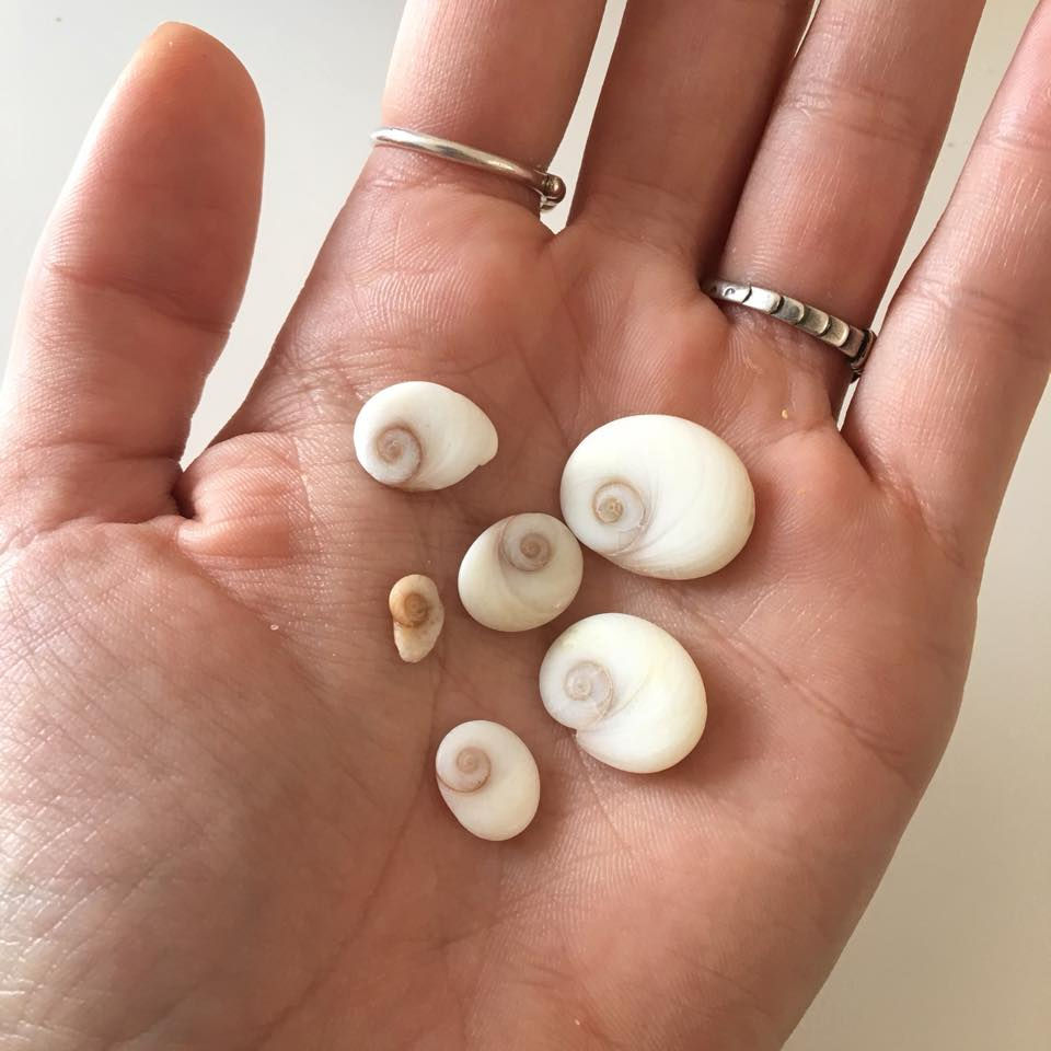 Orejitas de Mar para la Suerte