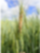 Fusarium head blight symptoms on a wheat head. Note premature bleaching with areas of green head tissue. Source: Crop Protection Network