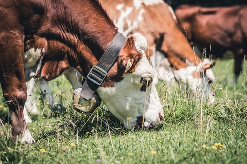 Bétail se nourrissant dans un prés