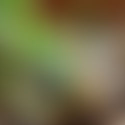 目がないのが怖いけど