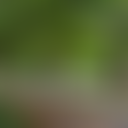 隣のマダムのカレーライス