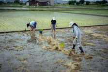 田植え