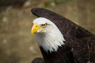 Blad Eagle.jpg
