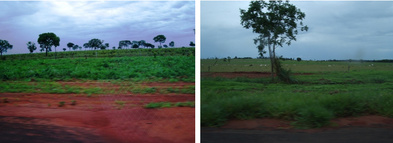 写真10 マット・グロッソ・ド・スル州の広大なセラード地帯, 2004