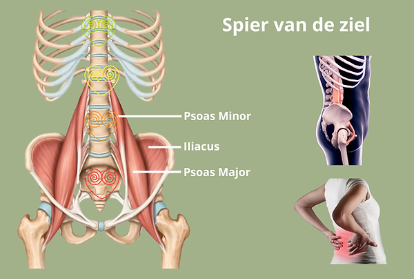 Afbeelding Psoas.png