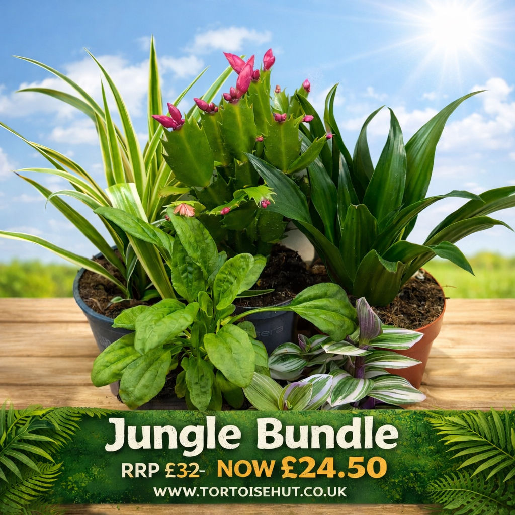 JUNGLE BUNDLE