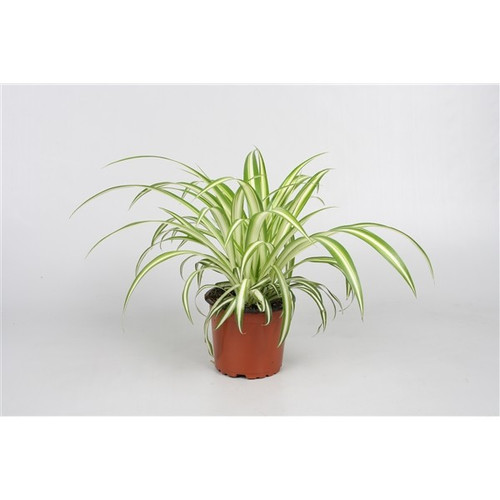 www.tortoisehut.co.uk