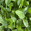 Thumbnail: BROADLEAF PLANTAIN PLUGS