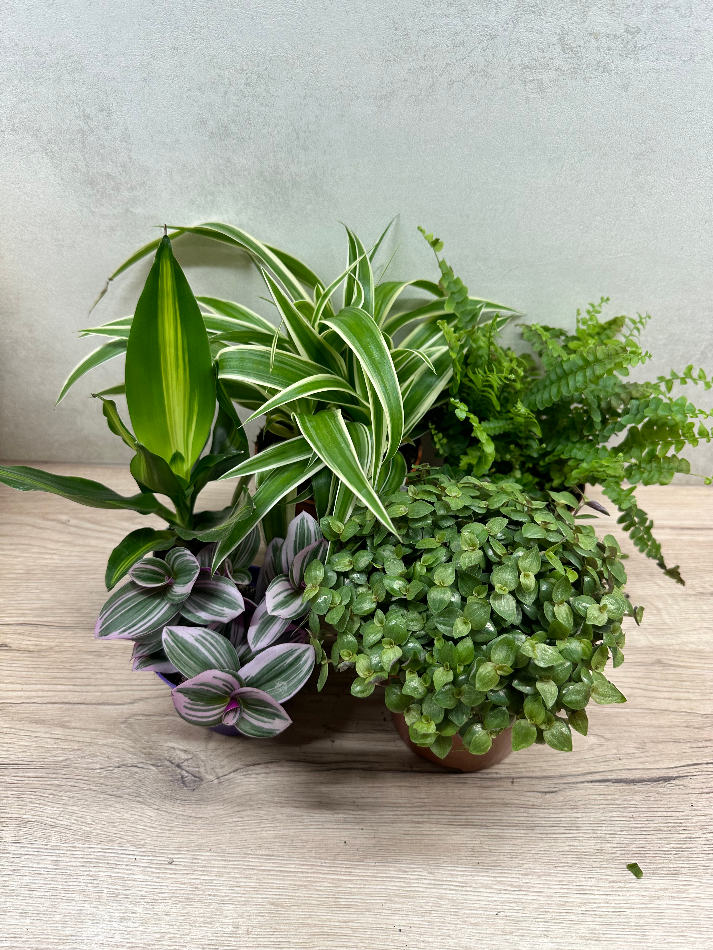 FOLIAGE PLANT COLLECTION