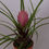 Thumbnail: TILLANDSIA CYANEA 