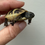 Thumbnail: BABY HERMANN'S TORTOISES CB2025