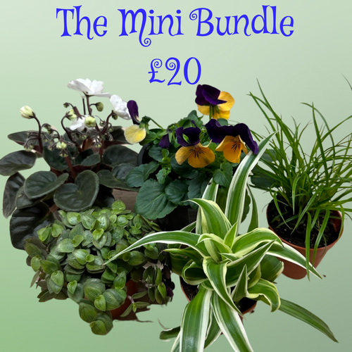 THE MINI BUNDLE THE TORTOISE HUT