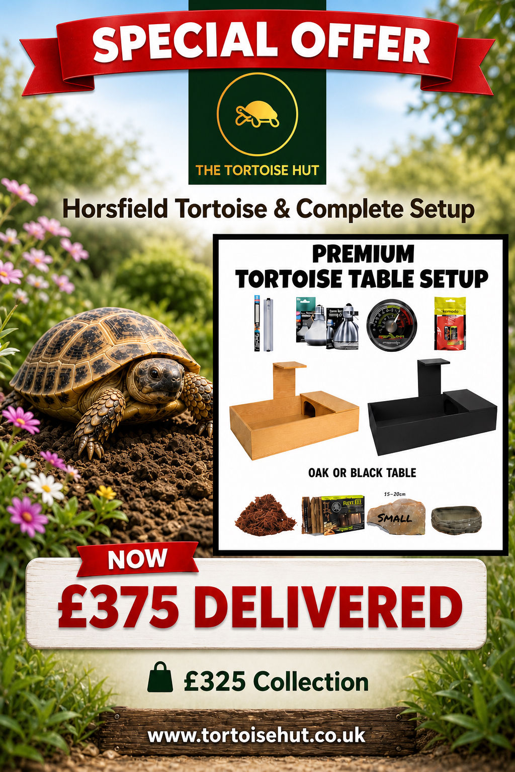 HORSFIELD TORTOISE & COMPLETE SETUP WITH DELIVERY