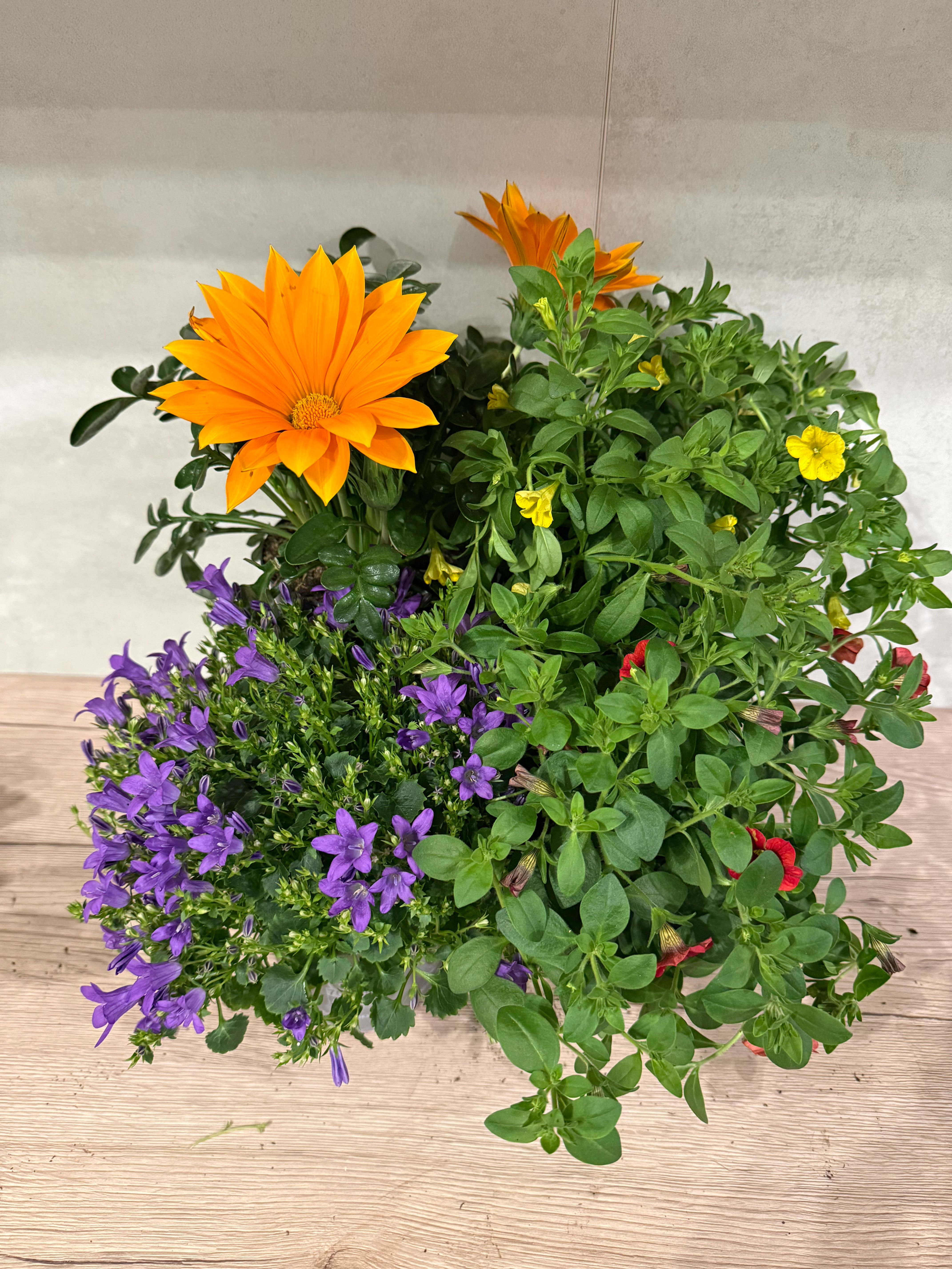 TORTOISE GARDEN BUNDLE 