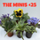 Thumbnail: THE MINIS 