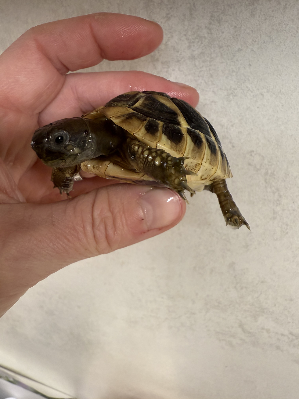 Thumbnail: 2025 HATCHED BABY HERMANNS