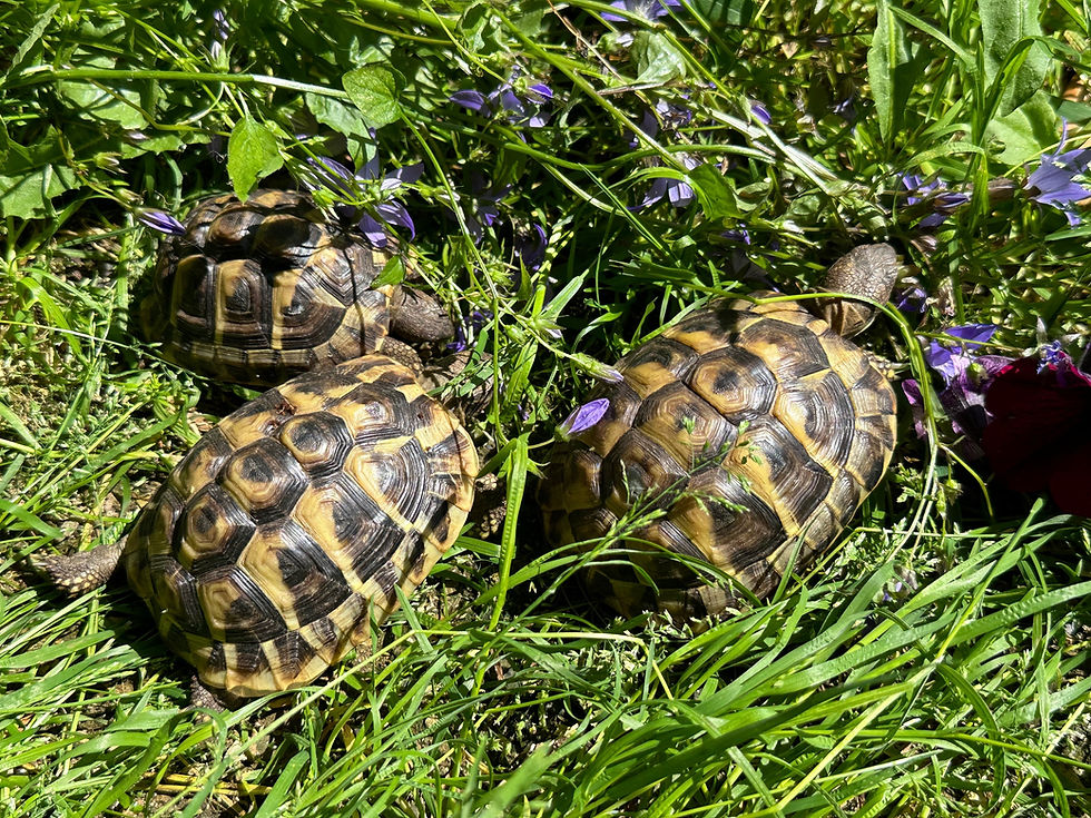 Thumbnail: 2023 HATCHED HERMANN'S TORTOISES