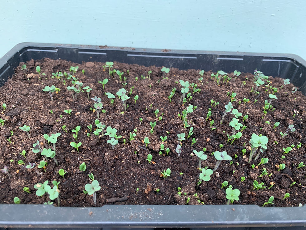 Thumbnail: SEED ~ WEED ~ FEED SEED MIX 10g