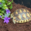 Thumbnail: BABY MEDITERRANEAN SPUR THIGH TORTOISES CB2025