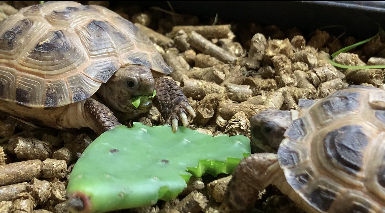 Specialist Tortoise Shop The Tortoise Hut Devon UK Delivery