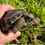 Thumbnail: ALDABRA TORTOISE 