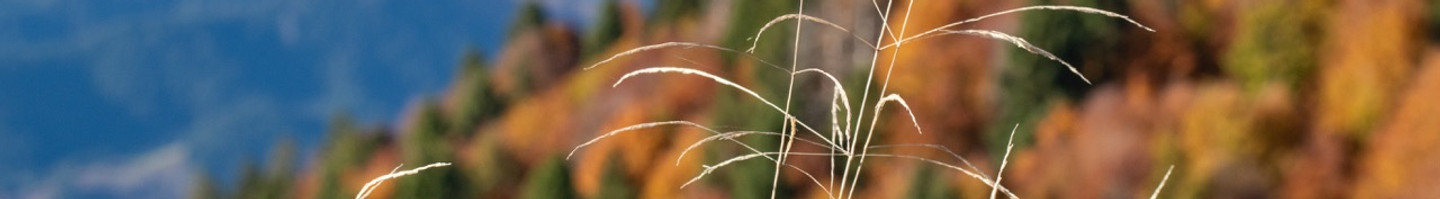 Fluggebiet im Herbst