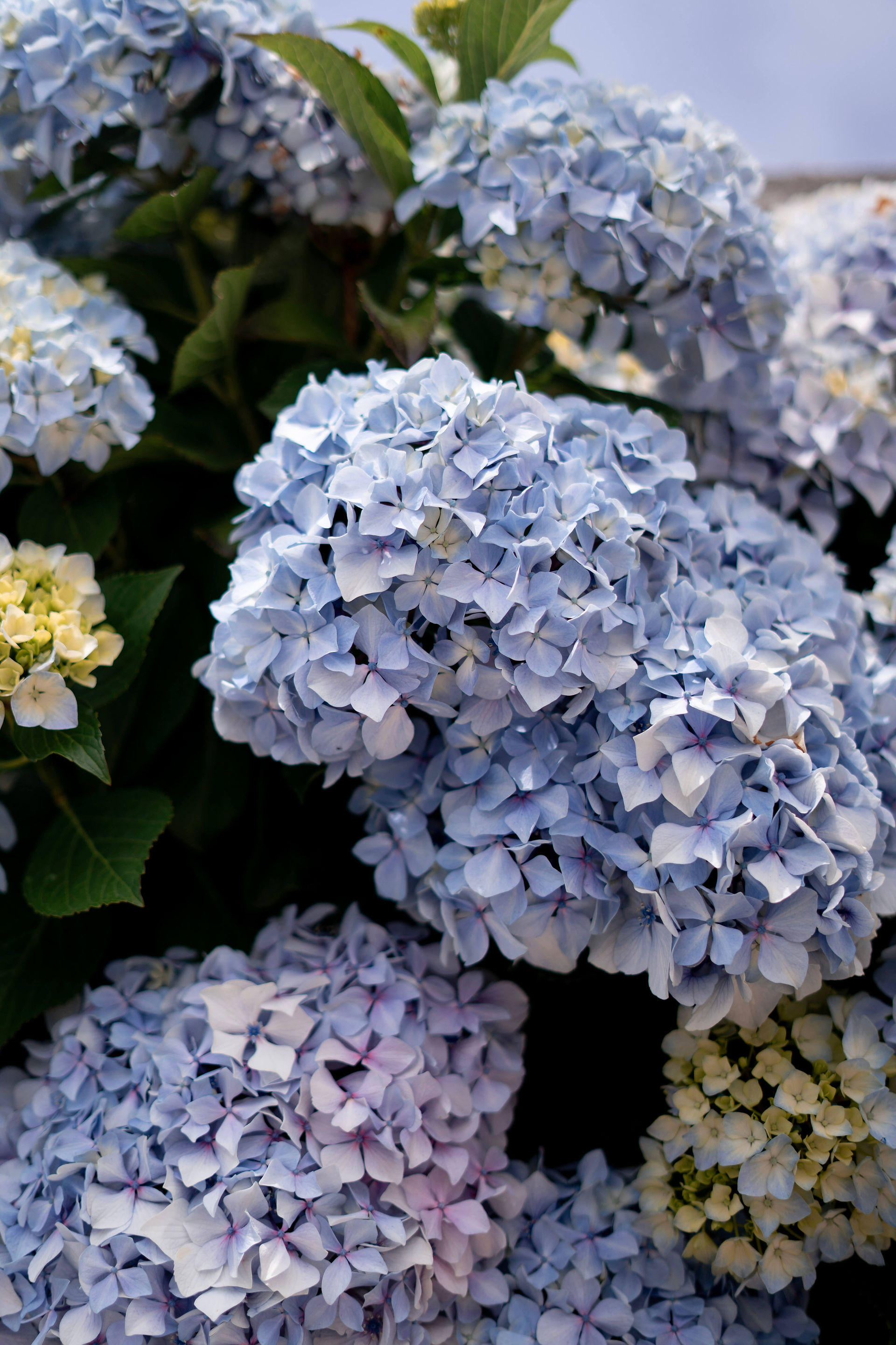 hydrangeas in Portugal