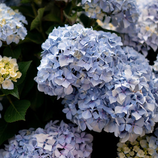 hydrangeas in Portugal
