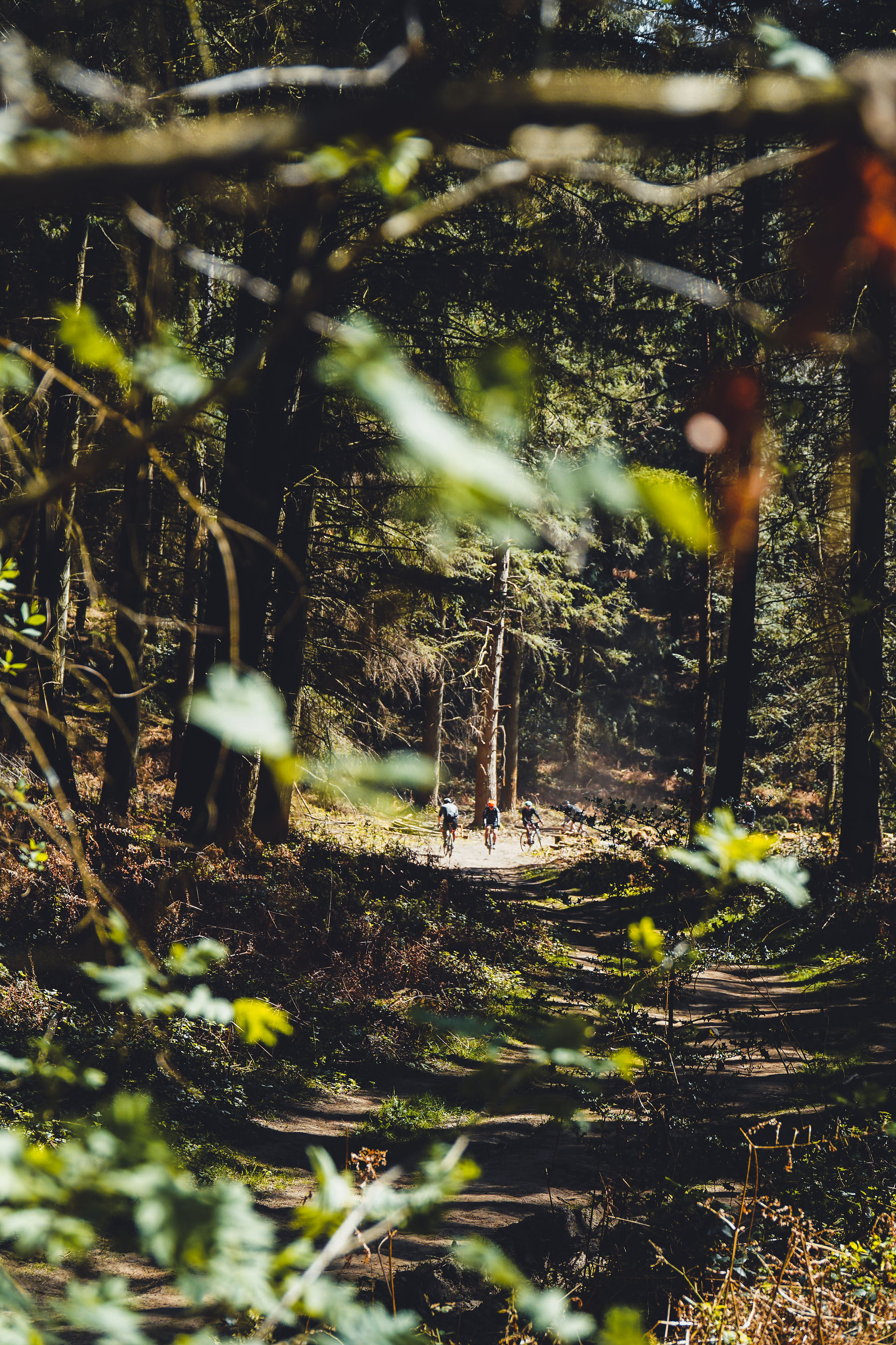 Gravel trails on the King Alfred's Way