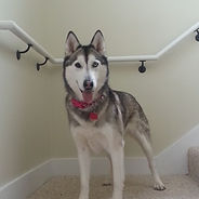 Dog walker in Brunswick ME