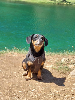 Therapiebegleithunde-Team