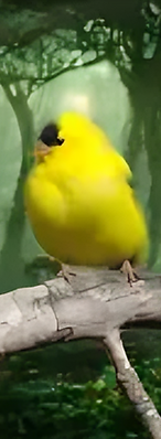 roto (1).png
