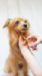 トリミングサロン Tail Happy