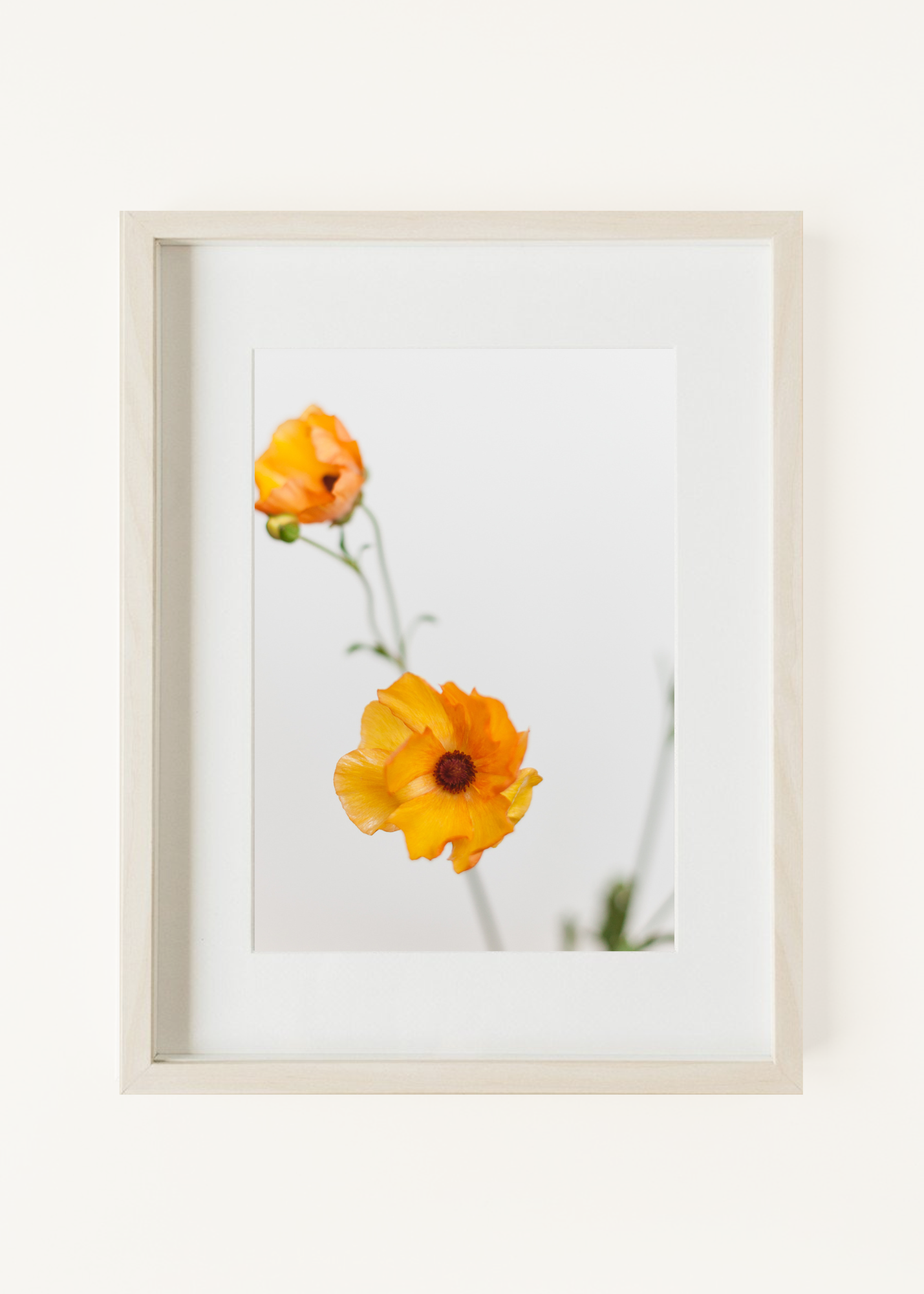 Minoan Butterfly Ranunculus