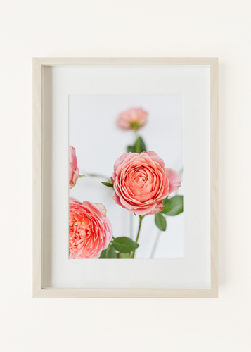 Antike Rose Wall Art | The Rose Cache