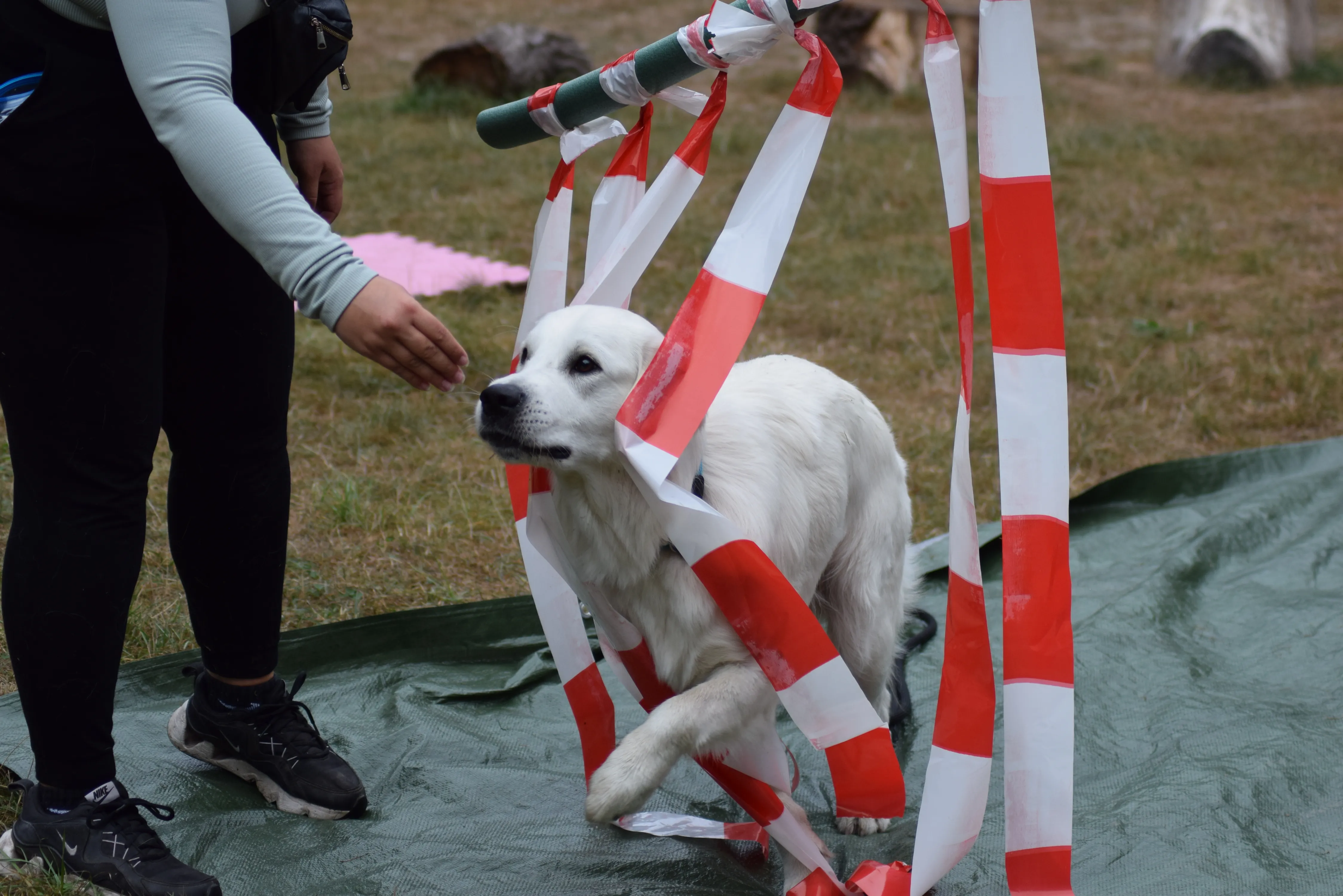 DSC_0235.JPG.webp