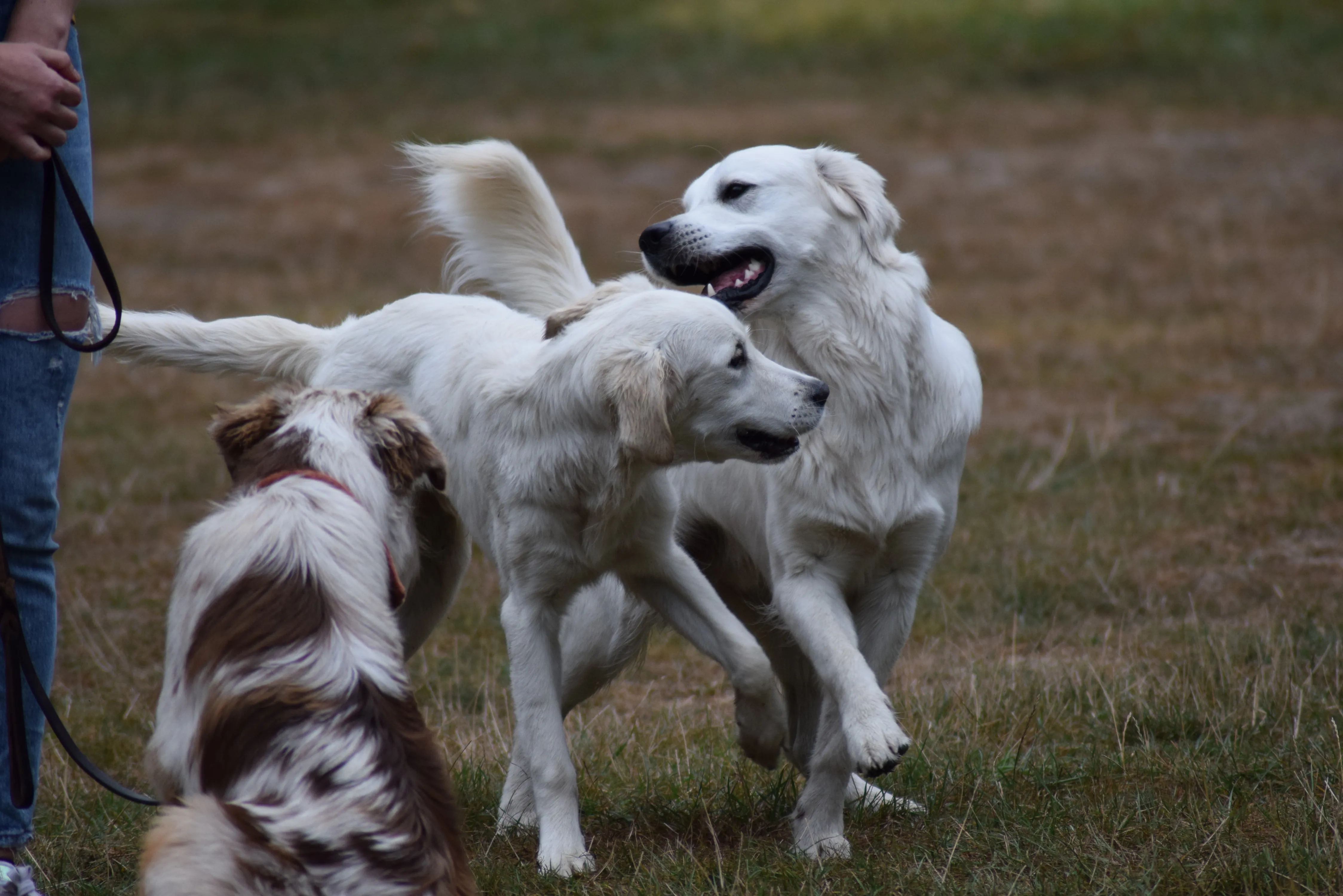 DSC_0167.JPG.webp