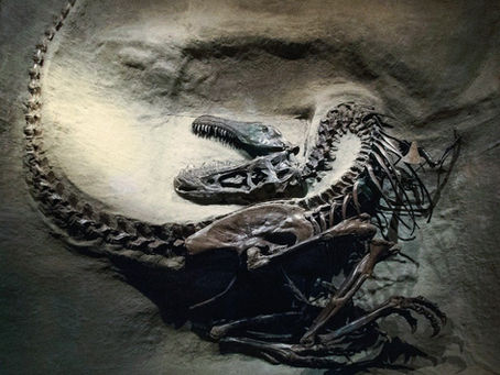 Why the Royal Tyrrell Museum Kicked Me Out