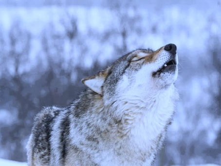 Mooning Past the Waning Gibbous